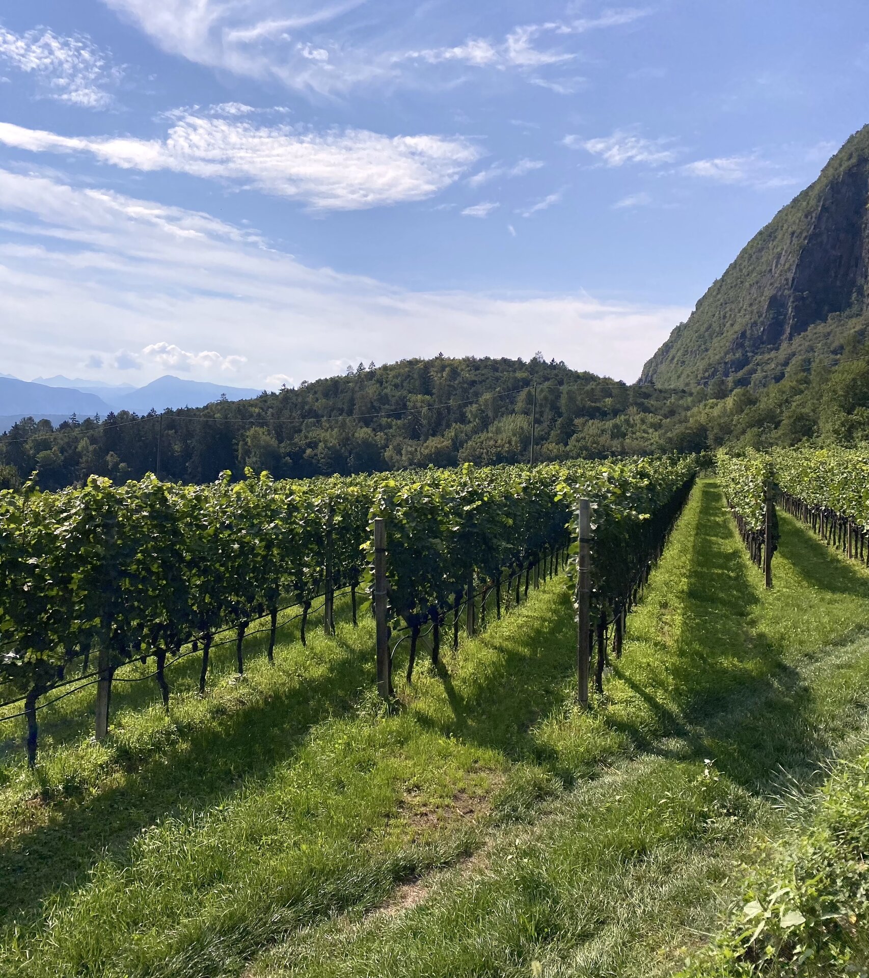 Weinberge im Herbst